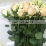 Natural Fresh cut rose flowers fresh cut flowers wholesale price