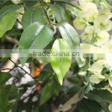 Home garden deco 50cm to 400 cm hight artificial white large Chinese wistaria EDHS1501 1604