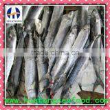 Spanish Mackerel Fillets-skin on