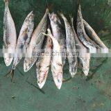 NEW 2016SeaFrozen Pacific Mackerel 200-300g thumbnail-2