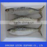 Frozen Whole Round Sardine thumbnail-1