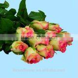 High Quality Red Velvet Fresh Cut Foliage Glass Love Roses Hopeshow With 20stems/bundle From Kunmming thumbnail-3