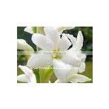 Chameli Oil thumbnail-3