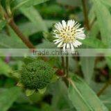 Eclipta Alba thumbnail-4