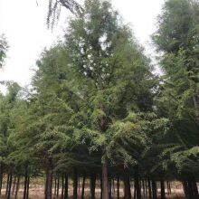 Prices of Jiangsu Chinese Swamp Cypress, Price List of Chinese Swamp Cypress Base, Chinese Swamp Cypress Manufacturers thumbnail-4