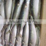 Most Favourable Frozen Pacific Mackerel Chilled Mackerels thumbnail-6