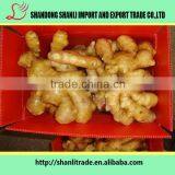 New Crop Chinese Ginger From Professional Factory thumbnail-6