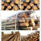 Pine or Birch Wood Logs China thumbnail-1