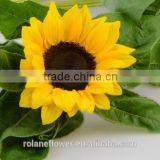Professional Supply Fresh Rose Yellow Sunflower From Sunshine Yunnan