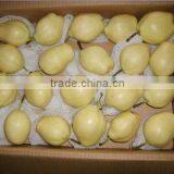 Gansu Yellow Early su Pear thumbnail-1