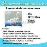Pigeon Skeleton Preserved Model Skeleton for Teaching and Medical for Agriculture