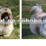 Oil Painting From Photo Portrait Painting From Photo thumbnail-1