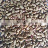 2016 Light Speckled Kidney Bean thumbnail-1