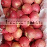 Paper Cap Bagged Qinguan Apple