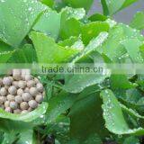 2015 High Germination Rate Economic Ginkgo Tree Seeds For Cultivation