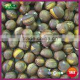 Best Organic Chinese IQF Ringent Roasted Chestnut Export