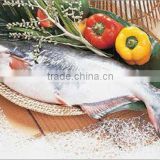High Quality Vietnam Whole Catfish