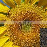 Oil Sunflower Seeds for Sale thumbnail-1