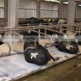 High Density Animal Mats for Sale thumbnail-2