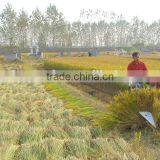 Walking Tractor/mini Tiller Used Harvest Part, Reaper Head thumbnail-4