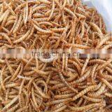 Dried Mealworm by Freeze for Pet (cat ,dog and Chicken) Food thumbnail-4