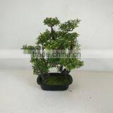 Small Bonsai Tree Wholesale thumbnail-6