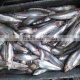 New Frozen Sardine in Fish 6-8 8-10 Pcs /kg thumbnail-1