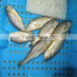 Fresh and Raw Live Frozen Seafood Fish thumbnail-1