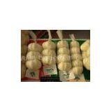 Pizhou Garlic thumbnail-1