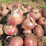 Wholesale New Fresh Red Onion With Good Price thumbnail-4