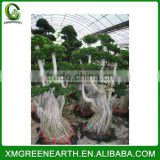 Ficus microcarpa multiroots 2m (3)