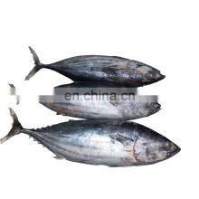 IQF WR Chinese Frozen Skipjack Tuna Fish Price for Export thumbnail-2