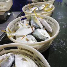 Golden Pompano 300-400g thumbnail-2