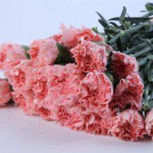 China Flower Fresh Cut Carnations Flower Mother′s Day Gift Wholesale