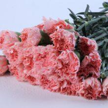 China flower Fresh Cut  Carnations Flower Mother′s Day Gift Wholesale