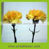Reasonable Price Hot Sale Fresh Cut Orchids and Carnation thumbnail-1