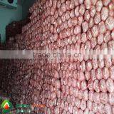 High Quality and Anti-cancer Wholesale Dried Shiitake Mushroom thumbnail-1