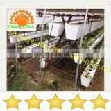 Agricultural Equipment Plant Stand in Greenhouse thumbnail-2