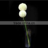 New Products 2016 Innovative Product Fistular Onion Flower With Different Size thumbnail-4