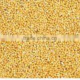 Organic Foxtail Millet/ Kakum/ Kangni thumbnail-2