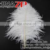 ZPDECOR Wholesale Exporting Selected Prime Quality From 12'' to 14'' White Ostrich Feather for Sale thumbnail-5