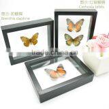 FOUSEN(039 Random Species) Nature&Art double-glass see through framed insectsrectangle framed butterfly