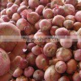 Fresh Phulkara Onion Crop of Pakistan