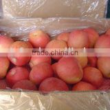 Chinese Red Fresh FUJI Apples