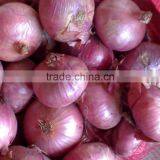 Fresh Red Big Onion (onoion) thumbnail-2