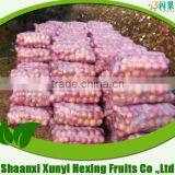 Supply Fresh Apple Qinguan Apple for Hot Sale thumbnail-1