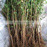 Easy Survival Pomegranate Seedling thumbnail-5