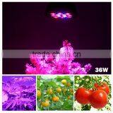 Led Hydroponic 36w Plant Lights Good for Mini Plants Indoor Growing Small Pot Cheapest Led Grow Par Light thumbnail-2