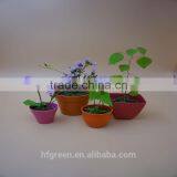 Biodegradable Bamboo Fiber Mini Flower Pot thumbnail-2