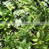 Home and Outdoor Decoration Synthetic Cheap Artificial Vertical Green Grass Wall E08 04Q85 thumbnail-5